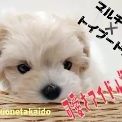 【 MIX犬 】アイドル級の可愛さの秘密とは?!マルプーの全て教えます!