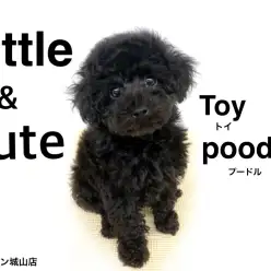 【 トイプードル 】片手に乗る可愛くて美しいブラックトイプードル