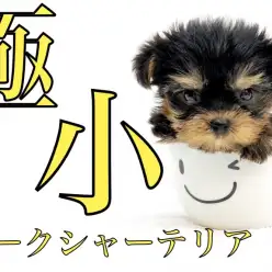 【 ヨーキー 】極小サイズ・ドワーフ体型・モーニングルーティンで更にイケメンに！