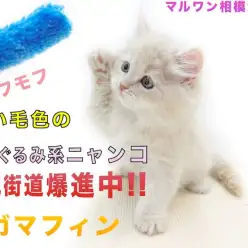 【 ラガマフィン 】今年の大人気種！特徴や性格、猫じゃらしに初挑戦する姿をお届け