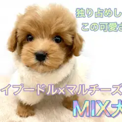 【 MIX 】天使のルックス×超甘えんぼうのWパンチ！小さめマルプーの男の子！