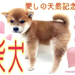 【 柴犬 】パパはショードッグ！愛しの天然記念物！美しきお嬢様ワンコ！