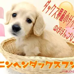 【 カニンヘンダックス 】ダックス界最小！フレンドリーさ抜群！のほほんプリンス！