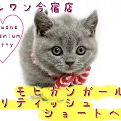 【 ブリティッシュショートヘア 】プレミアムなモヒカンヘアーの丸顔ニャンコ！