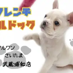 【 フレンチブルドッグ 】ホワイト＆クリーム！気を付けたいご飯のあげ方！！