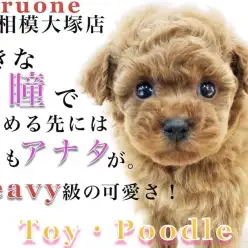 【 トイ・プードル 】アイドル顔のディープレッド！子犬の内に慣れさせたい事とは？