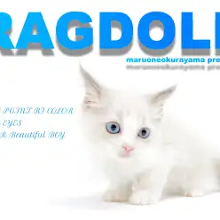 【 ラグドール 】ブルーポイントバイカラーの美男子！飼育方法5つのポイント！