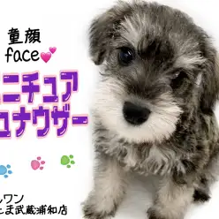 【 ミニチュアシュナウザー 】最良の家庭犬!激カワなシュナちゃんの魅力とは?