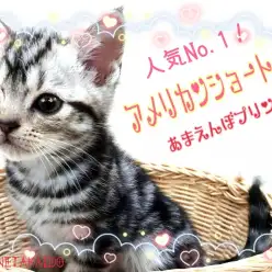 【 アメリカンショートヘア 】人気No.1猫種!あまえんぼな性格のプリンセス!