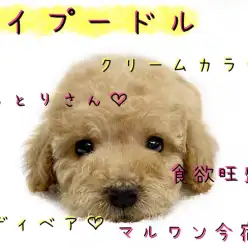 【 トイ・プードル 】初心者必見！レアカラーのシュークリーム温厚ガール登場！