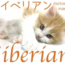 【 サイベリアン 】猫アレルギーの出にくい癒しのもふキャットが横浜元町に上陸！