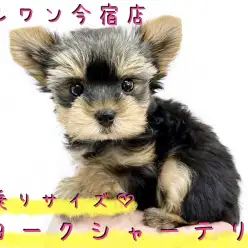 【 ヨークシャーテリア 】小さめサイズのどんぐりヨーキー!食欲旺盛な元気っ娘!
