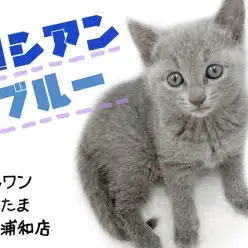 【 ロシアンブルー 】初めてでも飼いやすい!ロシちゃんの性格をご紹介!!