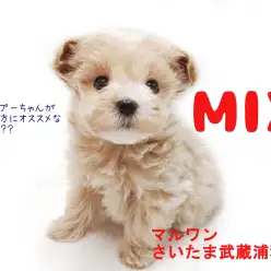 【 MIX犬 】初めて飼うなら絶対このマルプーちゃん!その理由とは??