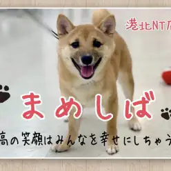 【 豆柴 】生後5ヶ月2.8kg！小さめキラキラ垂れ目の豆柴ちゃん