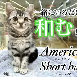 【 アメリカンショートヘア 】一緒に居るだけで心が和む城山店の癒し猫