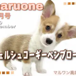 【 ウェルシュコーギーペンブローク 】食パンみたいなお尻？オススメは桃尻カット！