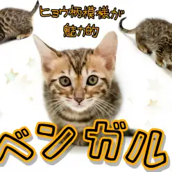 【 ベンガル 】多頭飼い向け子猫ちゃん!綺麗なヒョウ柄に身を包むベンガルちゃん!