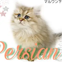 【 ペルシャ 】ぺちゃ顔・ゴージャス被毛・甘えん坊な性格の三拍子揃った子猫登場！