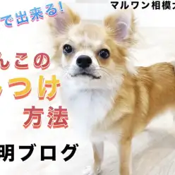 【 しつけ 】お家で出来る！犬のしつけ、トレーニング方法の説明書はこのブログ!
