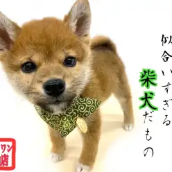 【 柴犬 】賢く可愛らしい性格の赤柴犬