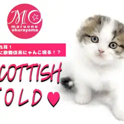 【 スコティッシュフォールド 】超垂れ耳！横浜に歌舞伎系にゃんこ現る！？