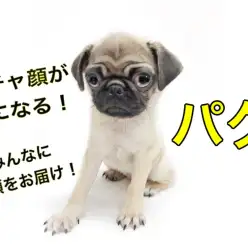 【 パグ 】ぺちゃ顔がクセになる!しわのお手入れ方法も大公開!