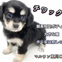 【 MIX 】ほぼ2頭身！胴長短足ドワーフ体型に大きな瞳、良い所取りチワックス！