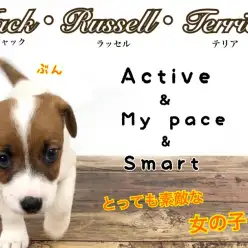 【 ジャックラッセルテリア 】様々な魅力を併せ持つスーパードッグ！