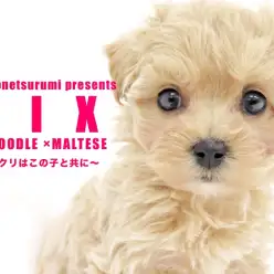 【 MIX 】アプリコットのマルプー登場！クリスマスの天使が鶴見店に舞い降りた！