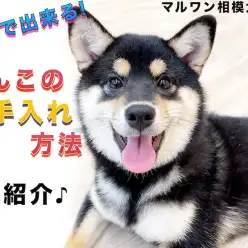 【 お手入れ 】お家で出来る！犬のグルーミング説明書はこのブログ！モデルは柴犬！