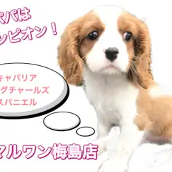 【 キャバリア 】頭にハートマークが!!社交的なファミリー犬!!