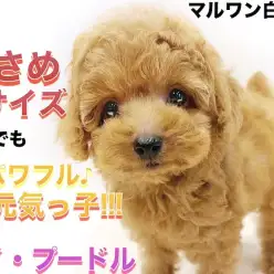 【 トイプードル 】初めて子犬と暮らす方必見!遊び方とオススメのカットスタイル