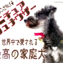 【 ミニチュアシュナウザー 】人懐っこさNo.1！世界中で愛される最高の家庭犬！
