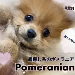 【 ポメラニアン 】小さめ！たぬき顔&ショートボディの大人気ポメラニアン