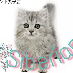 【 サイベリアン 】低アレルゲン猫！？遊ぶのが大好きな甘えん坊猫がやってきた！