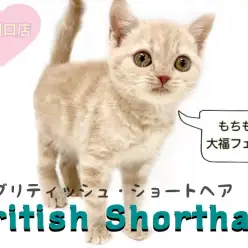 【 ブリティッシュショートヘア 】丸顔・童顔ネコの代表格!クリームカラーの天使!