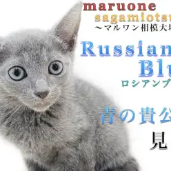 【 ロシアンブルー 】抜け毛を抑える秘訣、集合住宅で飼う方続出？飼育ポイント紹介