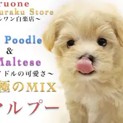 【 MIX 】マルプーの女の子！初心者も安心！性格、子犬の飼い方のポイントを紹介