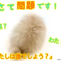 【 ポメラニアン 】可愛すぎるモフモフの正体！クリーム色のポメラニアンボーイ