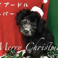 【 トイ・プードル 】クリスマス目前！超甘えん坊なシルバートイプーちゃんが降臨！