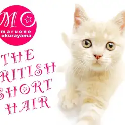 【ブリティッシュショートヘア】最強の鏡餅ブリ！特技はエアーふみふみ！！