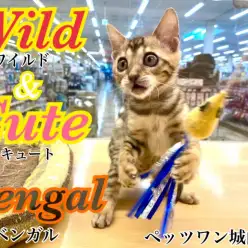 【 ベンガル 】ワイルドなヒョウ柄の子猫ベンガル