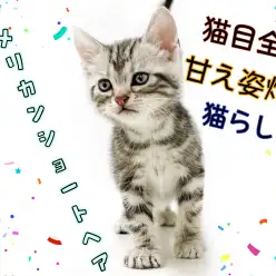 【 アメリカンショートヘア 】猫人気ランキング常に上位!飼い方などもご紹介!