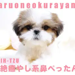 【 シーズー 】超絶癒やし系の鼻ぺったん！抜け毛の少ないトコトコ娘！