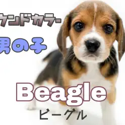 【 ビーグル 】性格良し・体格良し!一番人気ハウンドカラーの男の子!