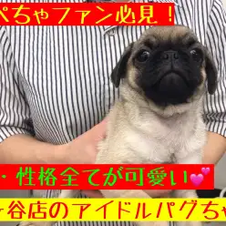 【 パグ 】見た目美形!性格美人!文句なしで可愛いパグちゃんのご紹介!