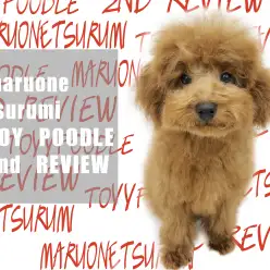 【トイプードル】不動の人気ナンバーワン!弟系トイプーくんのセカンドブログ!!