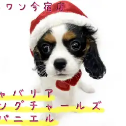 【 キャバリア 】2021年の干支カラー!牛柄模様のゴージャスわんこ!