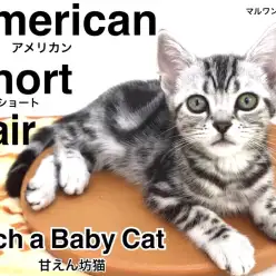 【 アメリカンショートヘア 】夢の猫ライフを現実に！激カワアメショ登場！！